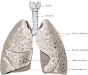 Biofyzika dýchacieho systému