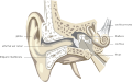 Biofyzika sluchu