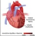Kardiovaskulárne ochorenia - vybraná problematika
