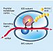 Antibiotics II. - protein synthesis and nucleic acid synthesis inhibitors