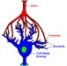 Biophysics Of Action Potential & Synapse