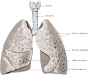 Biophysics of Breathing