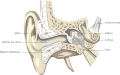 Biophysics of hearing