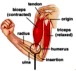 Biophysics Of Muscle Contraction