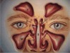 Fyziológia a patofyziológia nosa, jej význam pre funkciu dolných dýchacích ciest