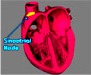 Fyziológia kardiovaskulárneho systému