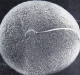 Oplodnenie a včasný embryonálny vývin