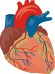 Prevencia vzniku kardiovaskulárnych chorôb
