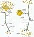 Základy fyziológie nervového systému